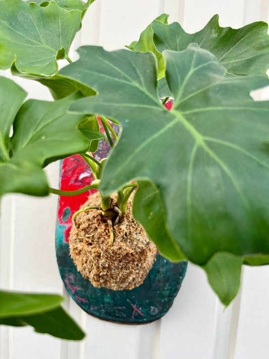 Philodendron st.