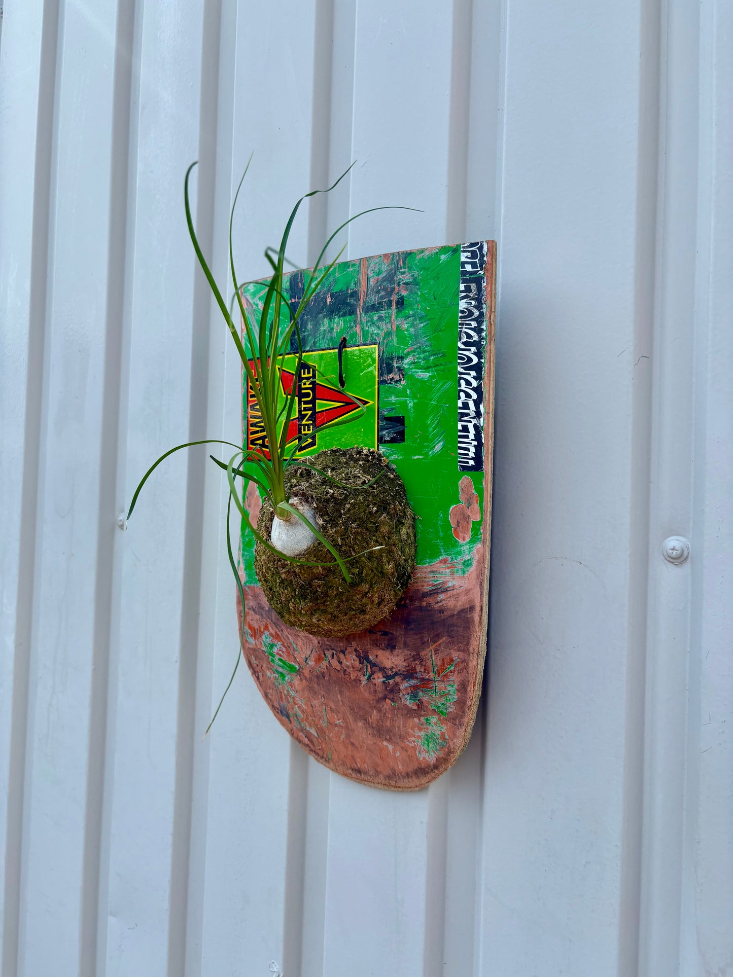 Ponytail palmを使用した壁掛け植物作品の質感