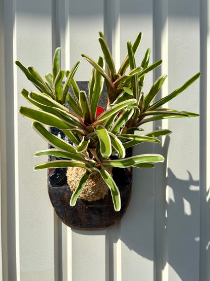 Neoregelia Fireball
