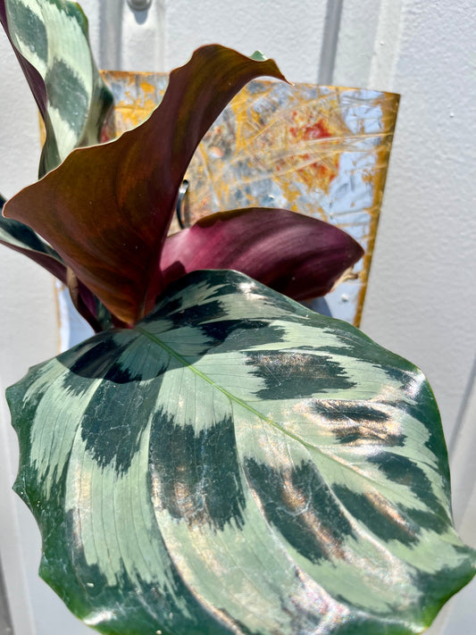 Calathea 'Helen Kennedy'