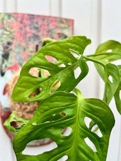 Monstera Friedrichsthalii