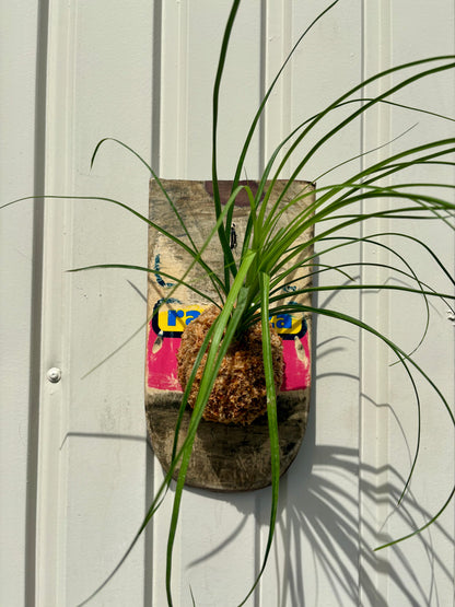 Ponytail palm