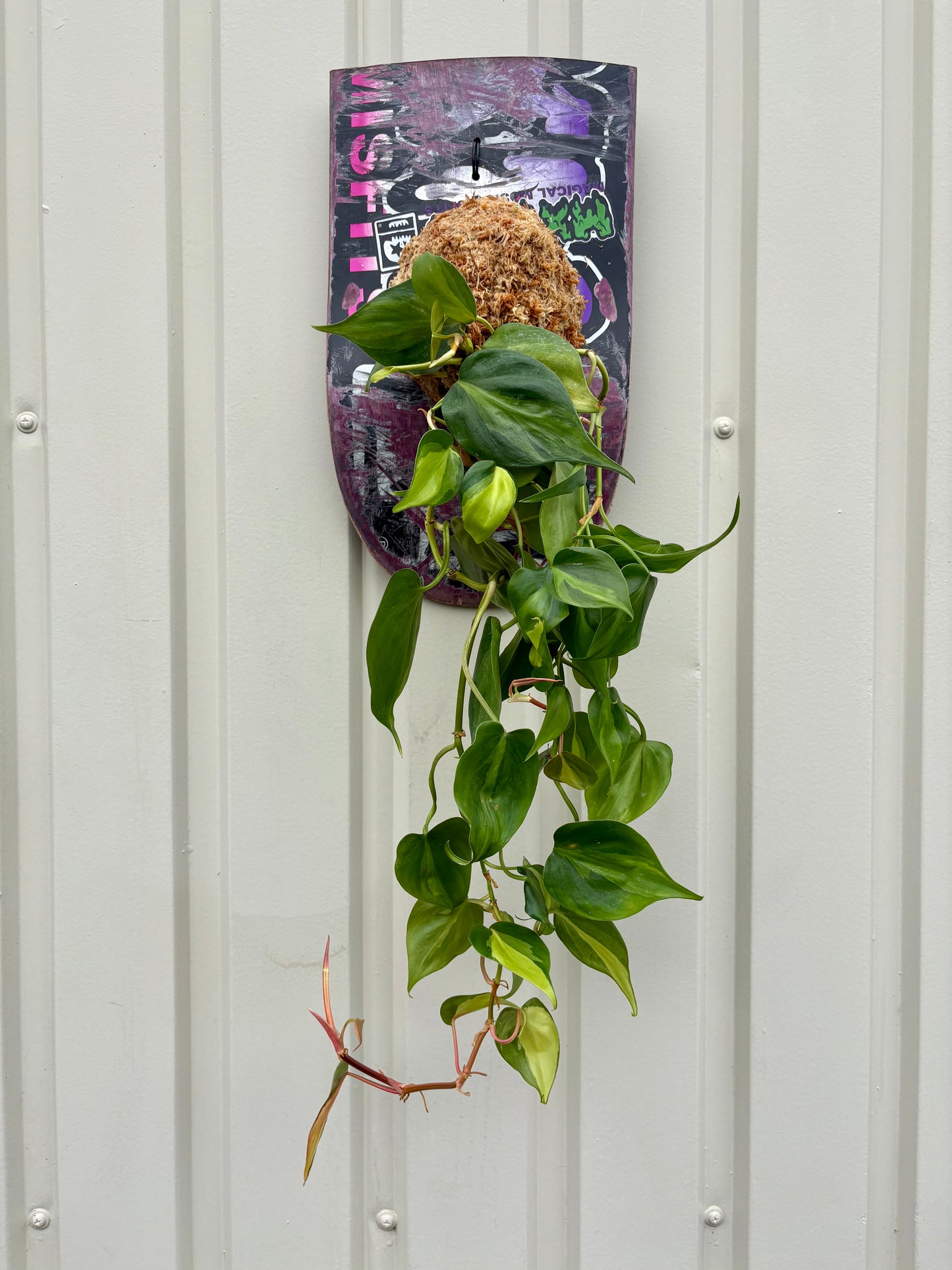 Pothos 'Brasil’