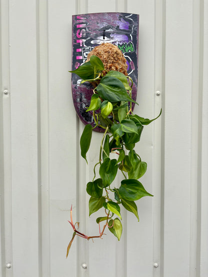Pothos 'Brasil’