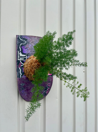 Asparagus setaceus Nanus