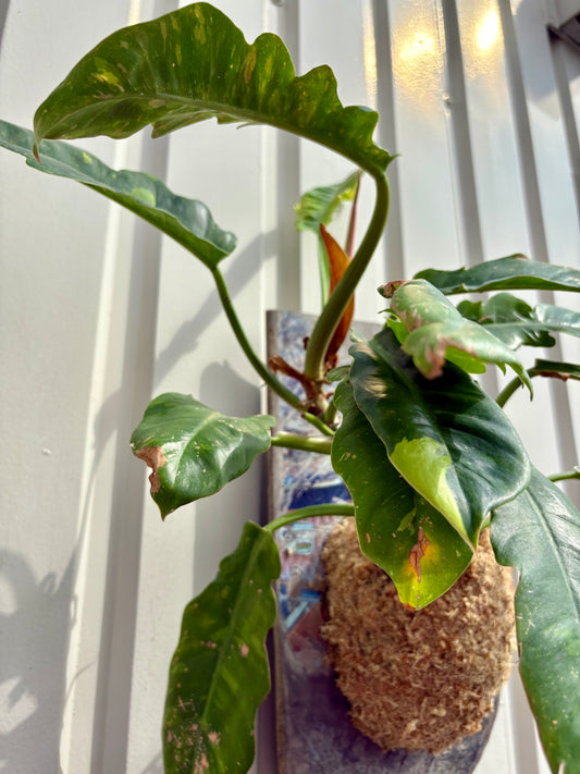 ITAZUKE / Philodendron Ring of Fire