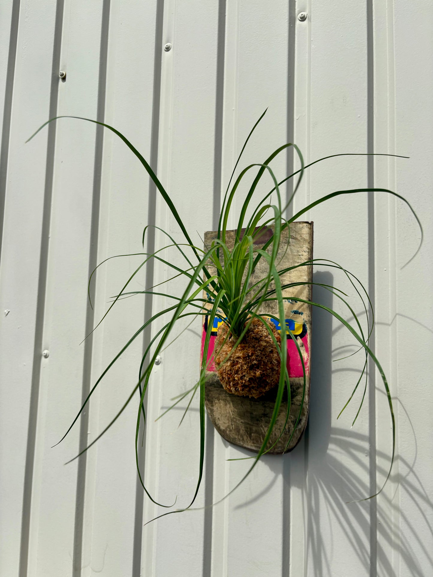 Ponytail palm