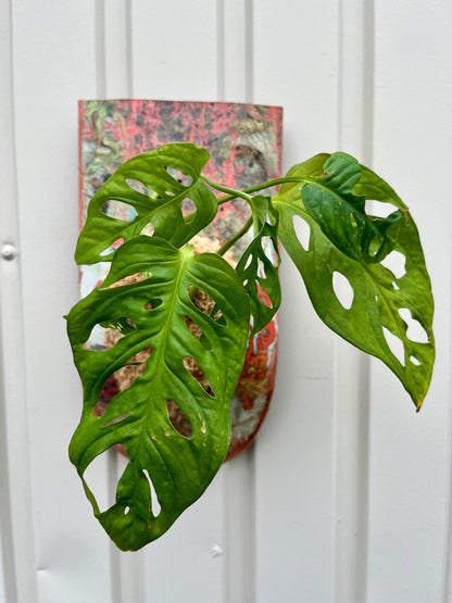 Monstera Friedrichsthalii