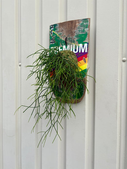ITAZUKE / Rhipsalis cassutha