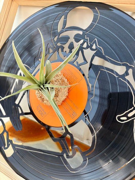 Tillandsia in LP size frame Bone skater
