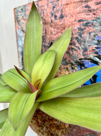Tradescantia spathacea