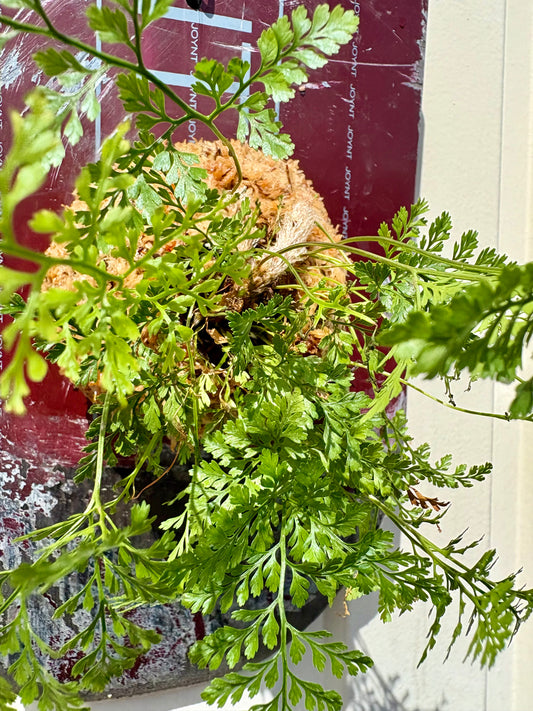 Humata tyermanii
