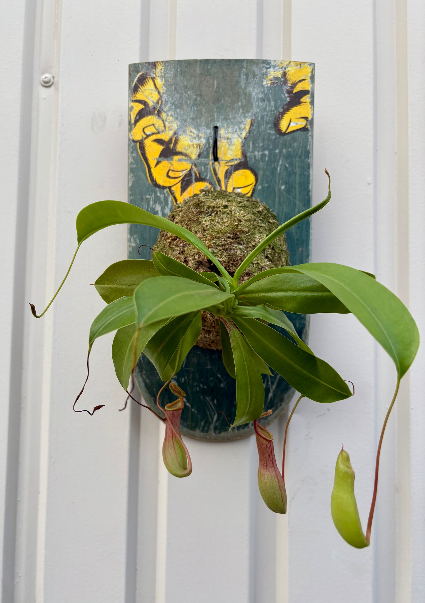 Nepenthes alata