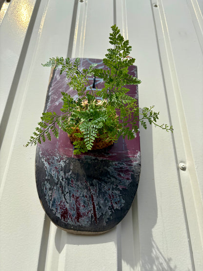 Humata tyermanii