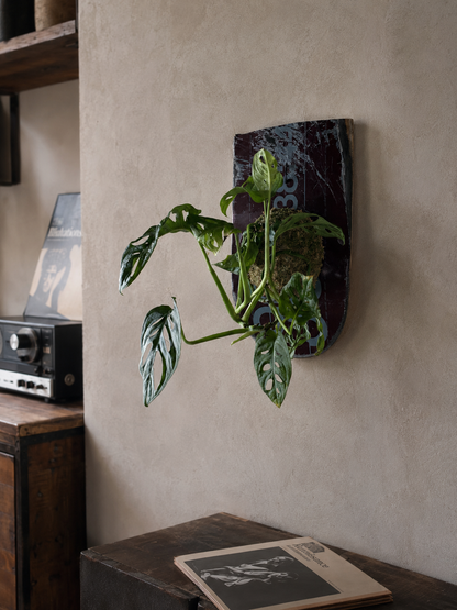 ITAZUKE / Monstera Friedrichsthalii