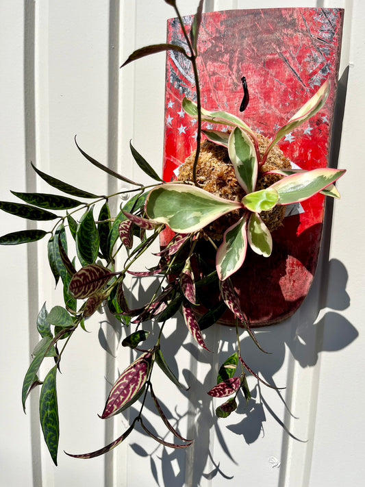 Aeschynanthus Marmellata x Peperomia clusiifolia jelly