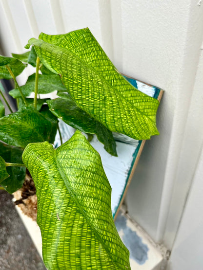 Calathea musaica