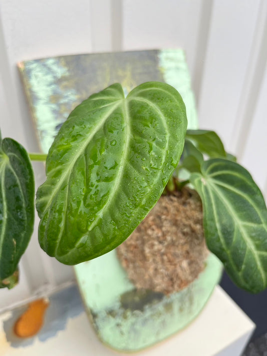 Anthurium Villenaorum