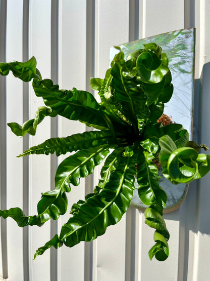 Asplenium plicatum Akaki