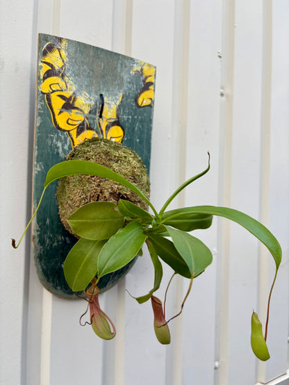 Nepenthes alata