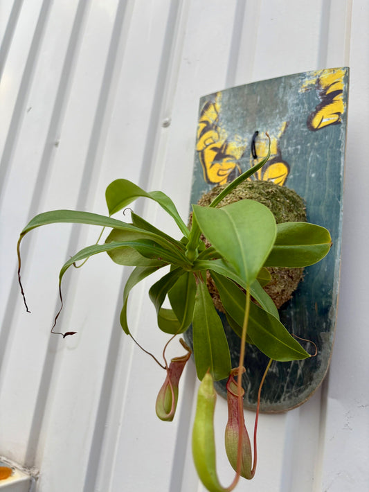 Nepenthes alata