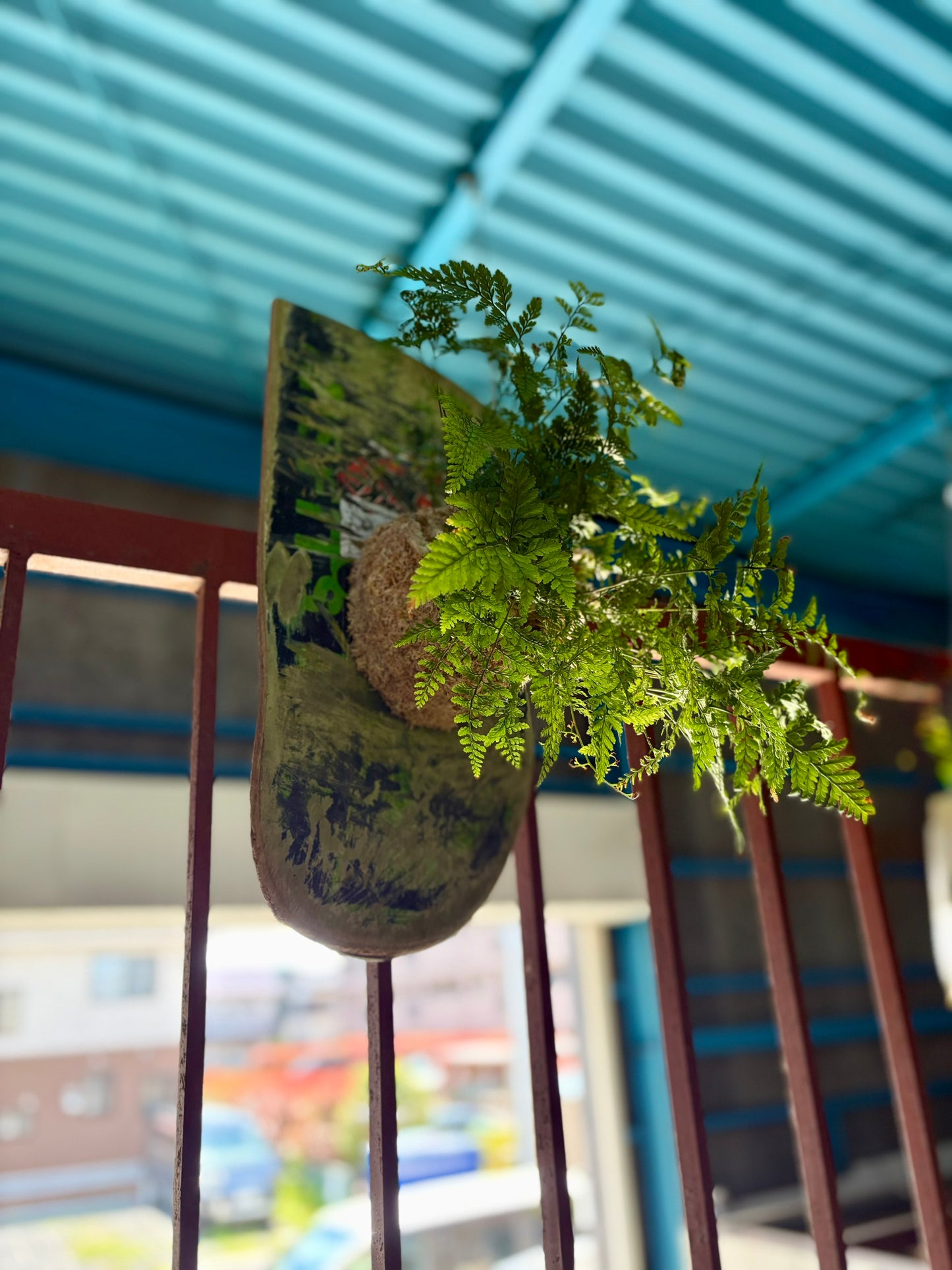 ITAZUKE / Humata tyermanii