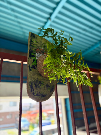 ITAZUKE / Humata tyermanii