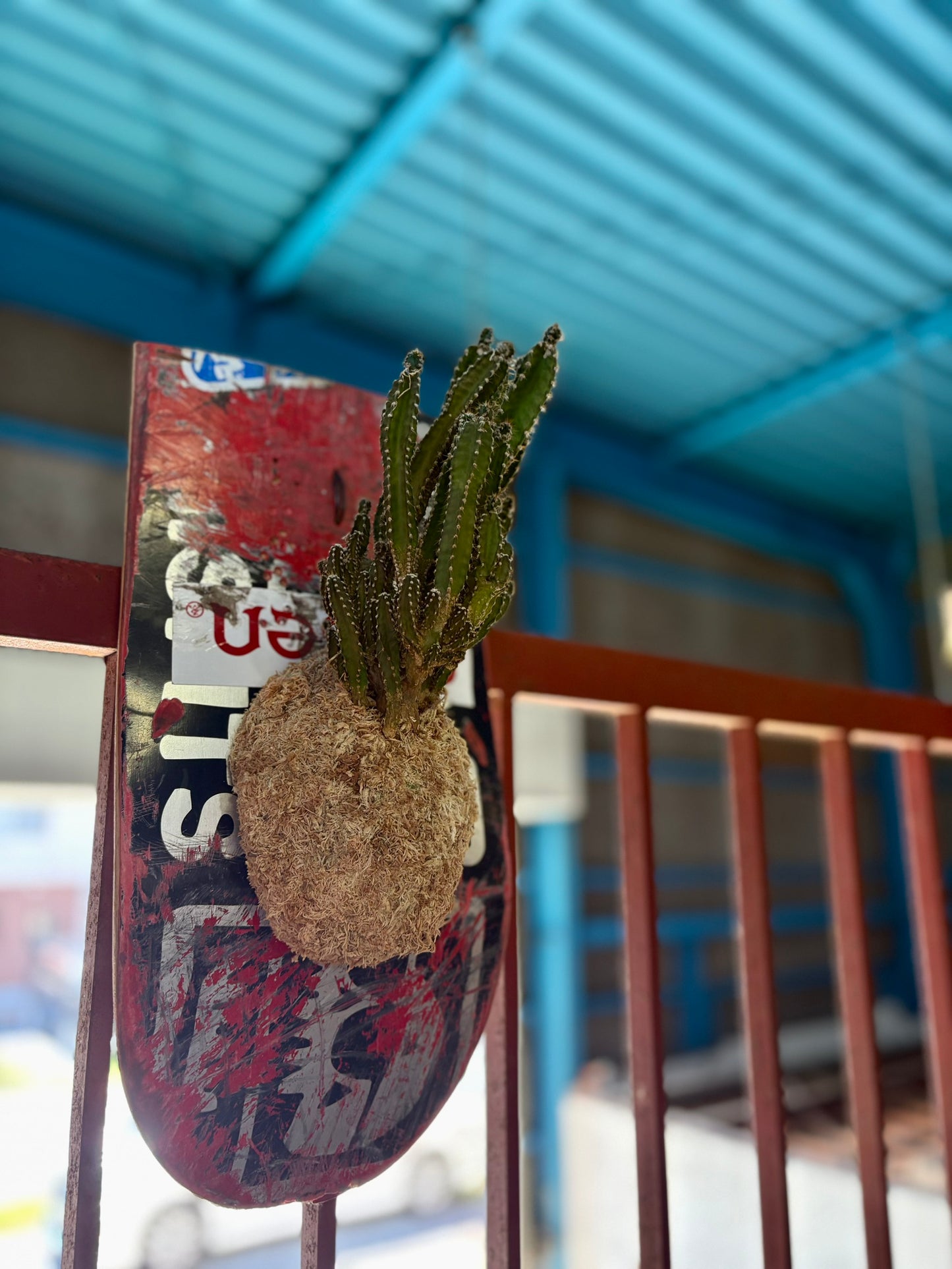 水苔と観葉植物をスケートデッキに合わせた壁掛け植物作品