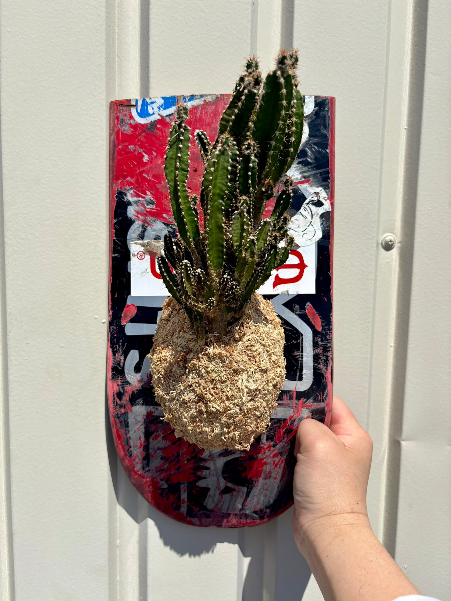 部屋や店舗の壁面に飾れるPLUQEのITAZUKE Live作品