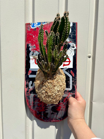 部屋や店舗の壁面に飾れるPLUQEのITAZUKE Live作品