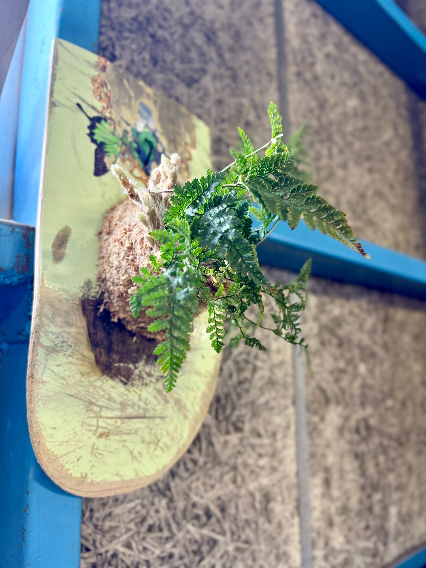 水苔とトキワシノブをスケートデッキに合わせた壁掛け植物作品