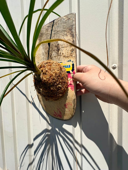 水苔とトックリランをスケートデッキに合わせた壁掛け植物作品