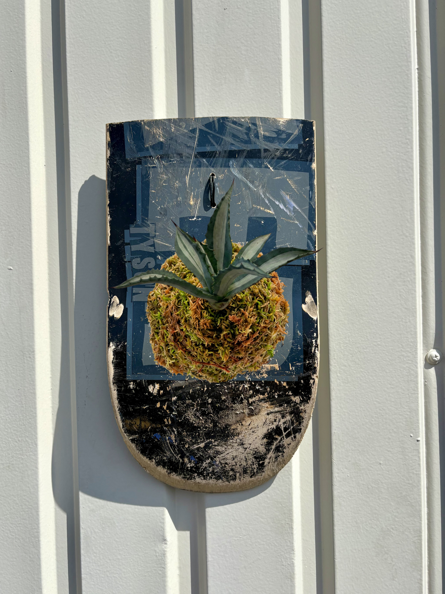 BLACK DECK 01 / Agave americana mediopicta alba