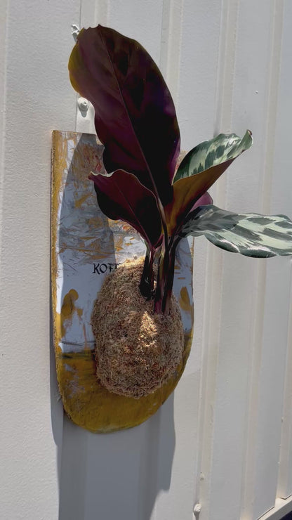 Calathea 'Helen Kennedy'