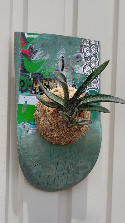 Gasteria carinata v. verrucosa