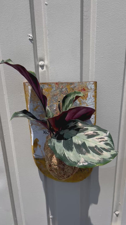 Calathea 'Helen Kennedy'