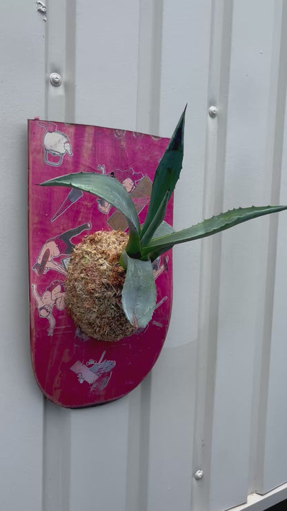 Agave americana