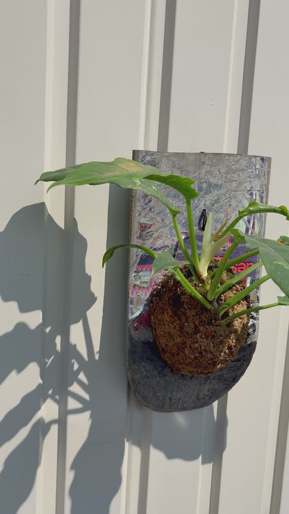 Philodendron Ring of Fire