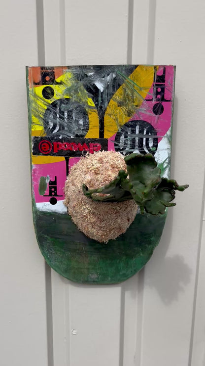 Euphorbia oncoclada f.crist