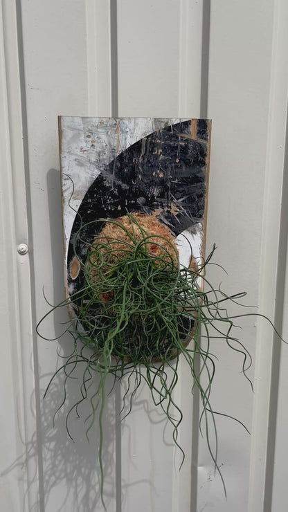 Juncus effusus Spiralis