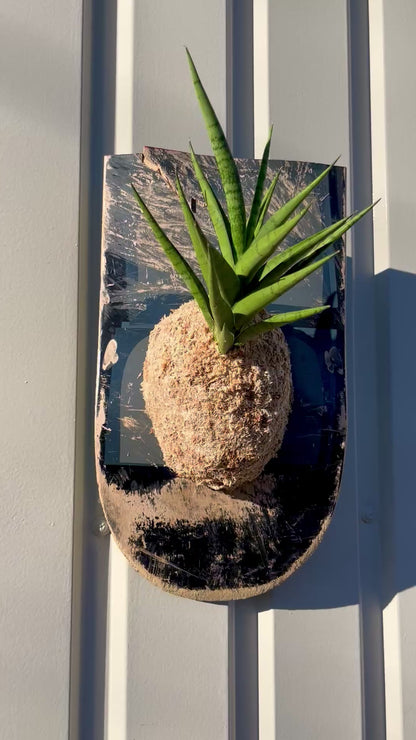 Sansevieria trifasciata B8