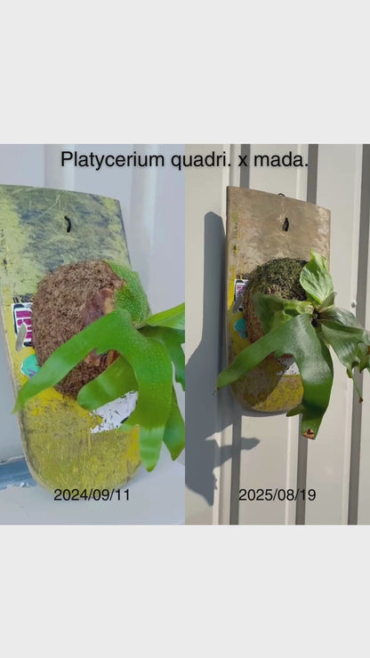 Platycerium quadri. x mada.