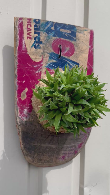 Haworthia retusa