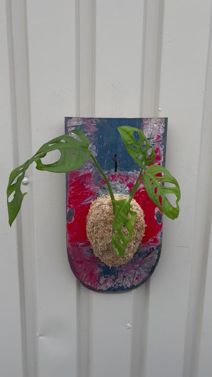 Monstera Friedrichsthalii