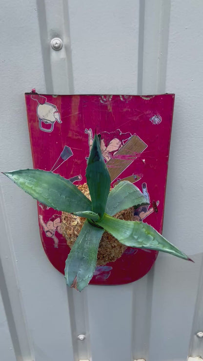 Agave americana