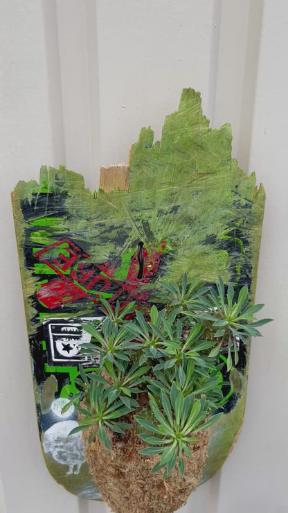 Euphorbia × Sotetsukirin