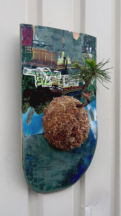 Pine