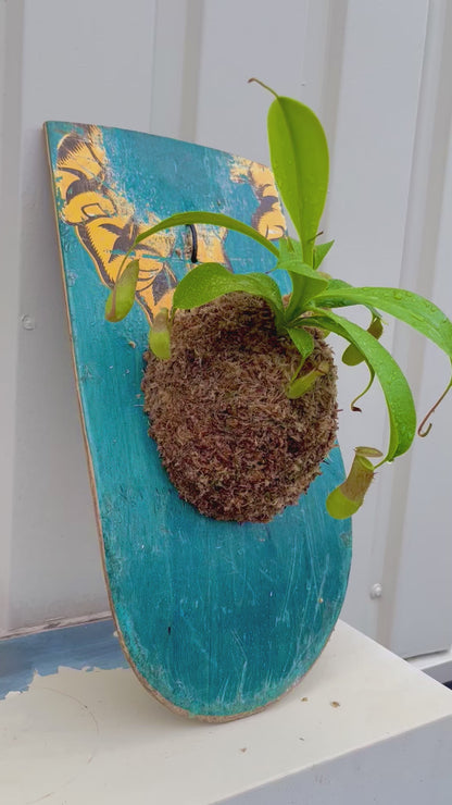 Nepenthes alata