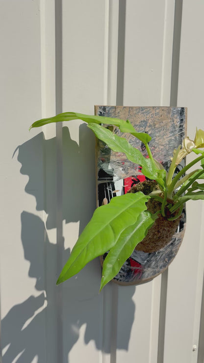 Philodendron Ring of Fire Gold