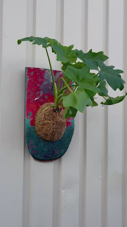 Philodendron st.